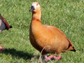 Egyptian Goose x Ruddy Shelduck hybrid